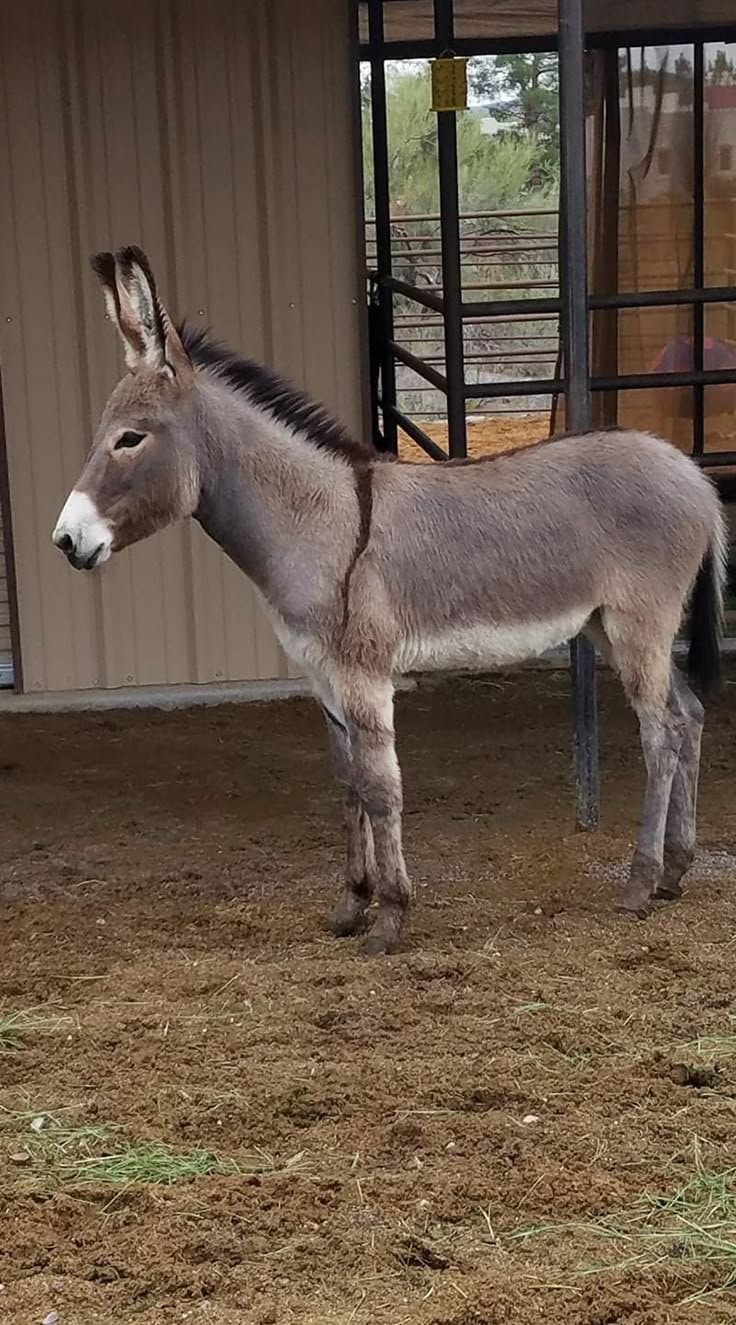Donkey for sale — healthy working animal (Colombo area)