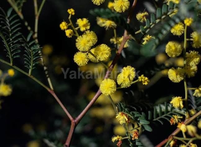 Fresh yellow flowering stem